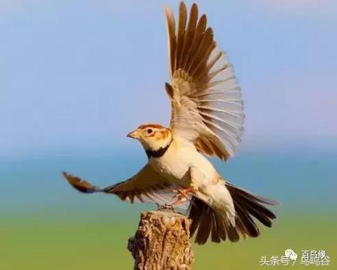 老野历史,老野是怎么火的