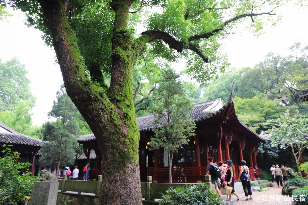 杭州3天2夜｜西子湖畔，脚步丈量这座底蕴深厚的城-爱野精品民宿
