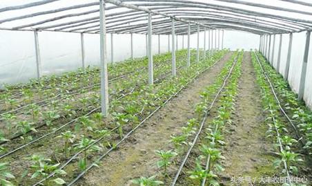 草莓用滴灌好还是微喷好,草莓微喷滴灌设备铺设