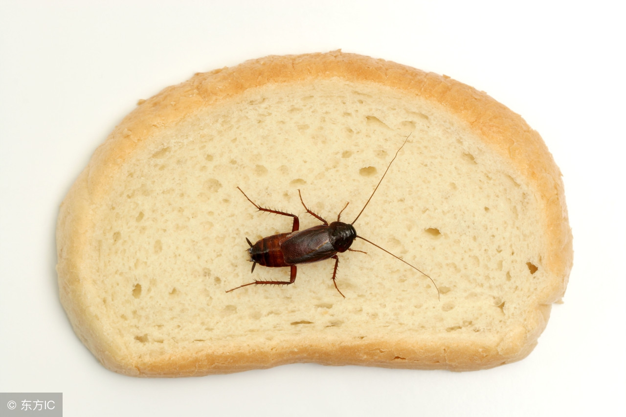 预防细菌性痢疾，守护肠道健康