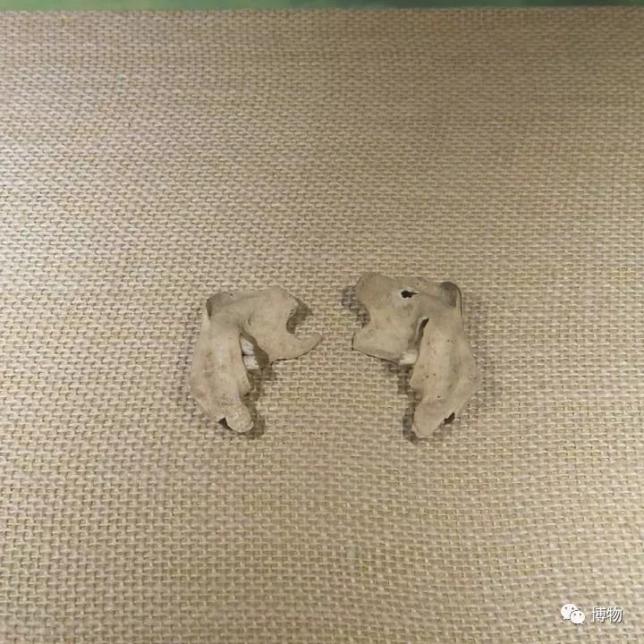 华农兄弟的竹鼠为什么总是中暑,竹鼠中暑有什么表现