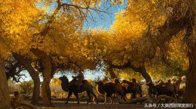 额济纳旗旅游安排时间表,额济纳旗旅行全攻略