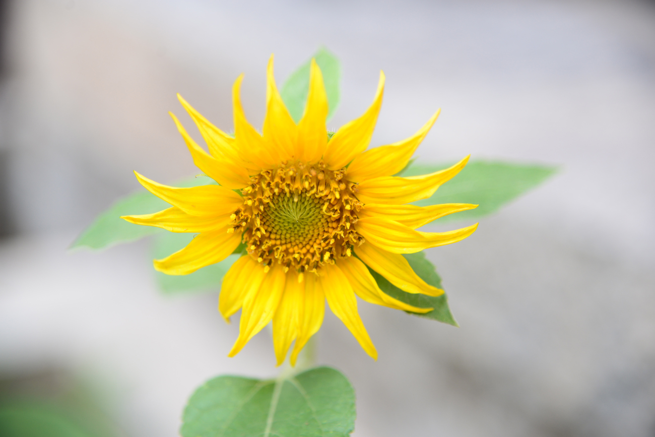 工作中的小失误如何避免,工作中难免出错你会怎么处理