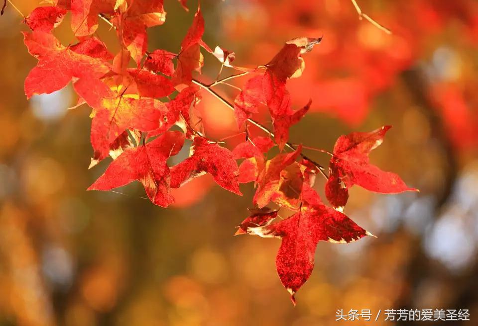 秋冬涂什么颜色口红,秋冬季口红颜色