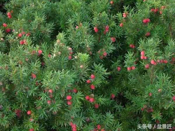 净化空气发财树盆栽注意事项,红豆杉烂根如何复活