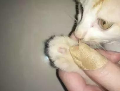 猫咪长猫癣怎么办？「科瑞卡育宠」