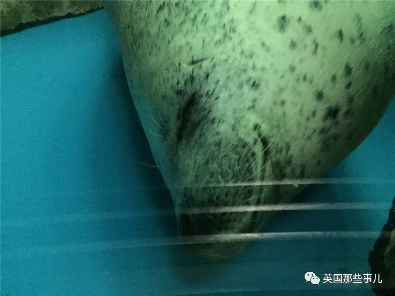 没有干劲的废柴海豹,只要心中有床,在哪里都可以豹睡个爽啊……