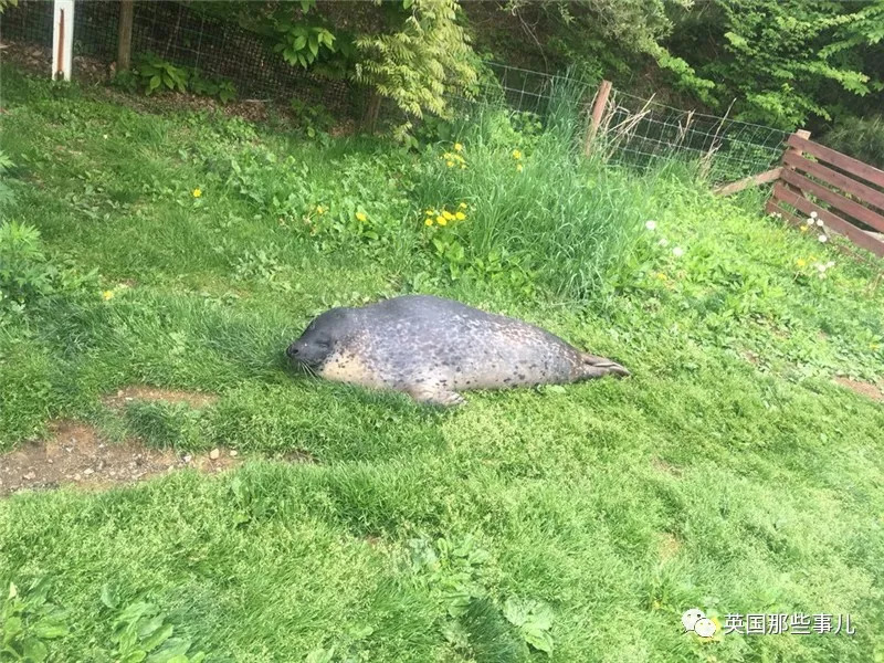 没有干劲的废柴海豹,只要心中有床,在哪里都可以豹睡个爽啊……