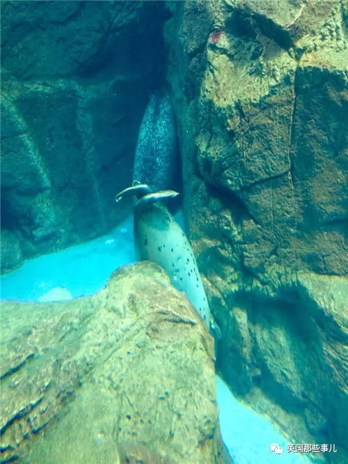 没有干劲的废柴海豹，只要心中有床，在哪里都可以豹睡个爽啊……