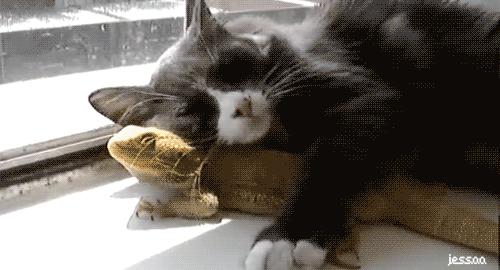 蜥类爬宠大全,爬宠短尾巨蜥