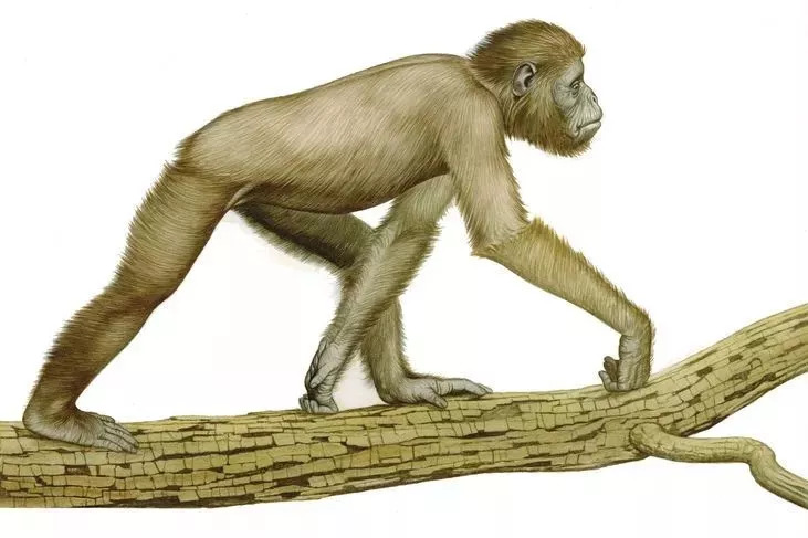 人体哪个部位让你，忍不住伸出舌头，想舔……｜从5500万年前说起