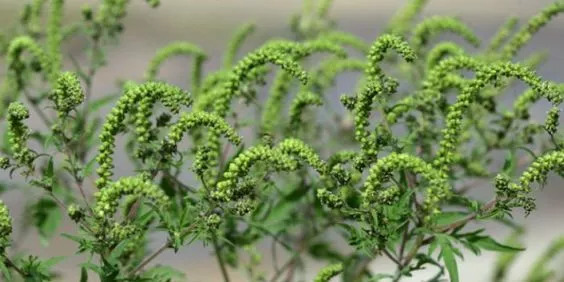 盘点家里忌养的植物,不适合在卧室养的植物