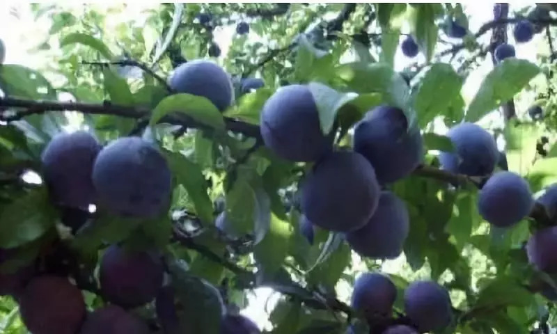 出国带了点新鲜西梅回来，奶奶非得说就是老家的李子！