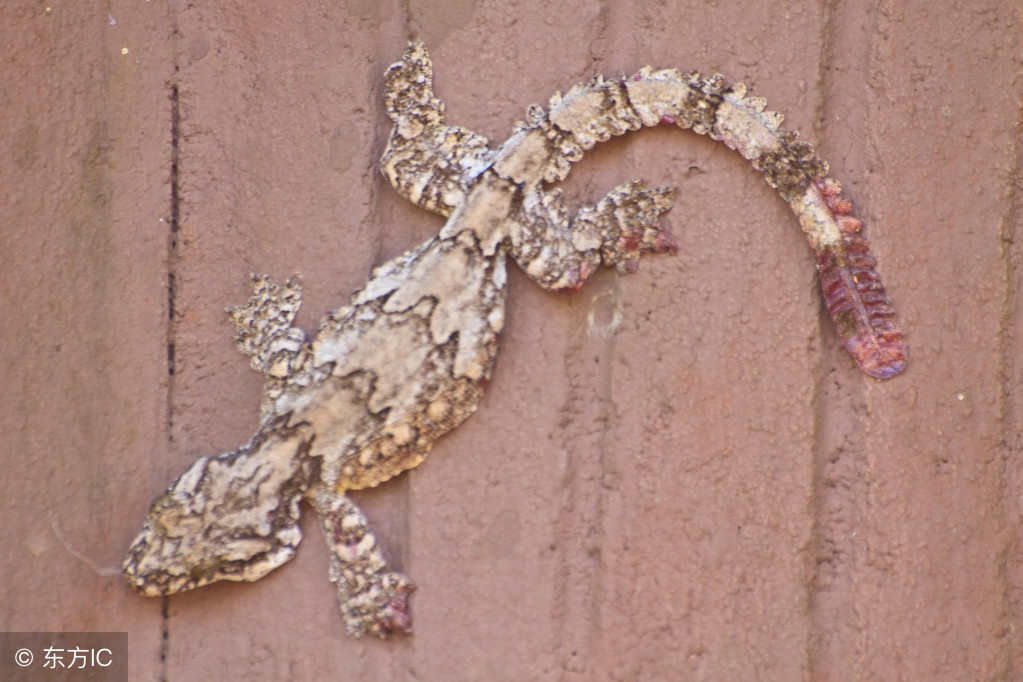 通络定惊，解毒消坚——壁虎