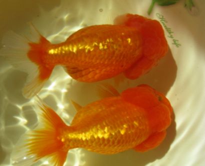 观赏鱼的养殖密度标准,观赏鱼原本以为这么大密度不好养