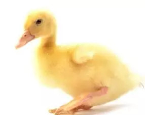 叫了个鸡和叫了只鸡哪个是真的,叫了个鸡和叫了只炸鸡一样吗