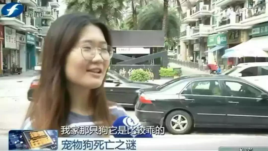 宠物店签订协议寄养死了怎么赔偿,为什么幼犬会在一夜之间莫名死亡