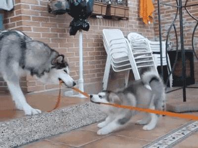 独家｜北上广青睐法牛，二线城市爱养金毛