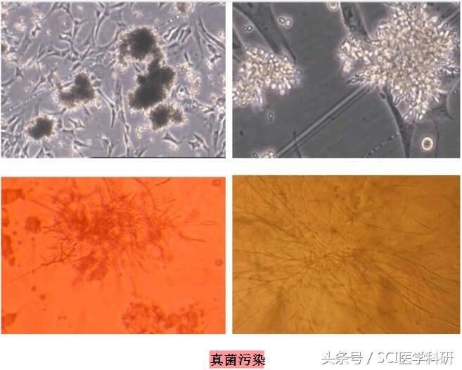 谈“污”色变？专“治”养细胞人之痛，鉴污宝典请收好