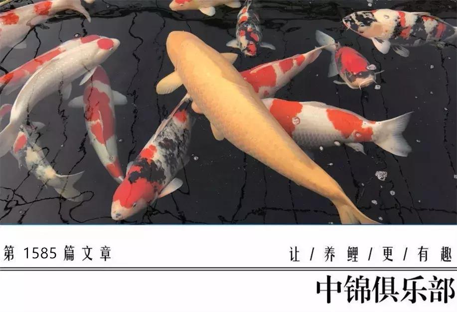 锦鲤喂食过量补救措施有哪些,锦鲤喂食过量补救措施图片