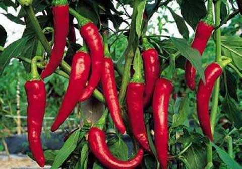 辣椒炭疽病的发病原因及防治措施