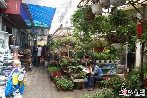 苏州最大的花鸟市场新搬在哪里,苏州花鸟市场营业时间