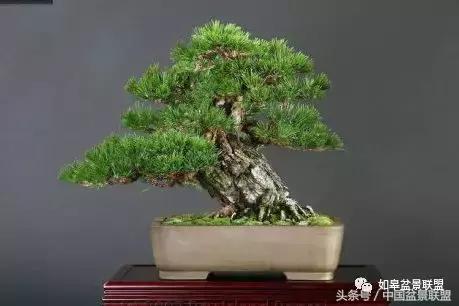 微型盆景拇指盆批发,微型盆景小摆件厂家批发