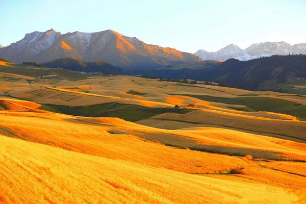 江布拉克的美景描述,风吹麦浪风景视频