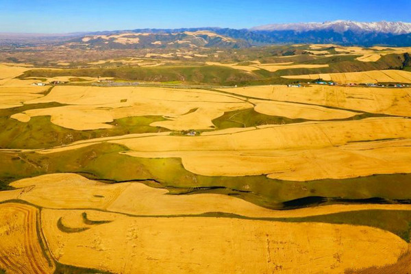 江布拉克的美景描述,风吹麦浪风景视频