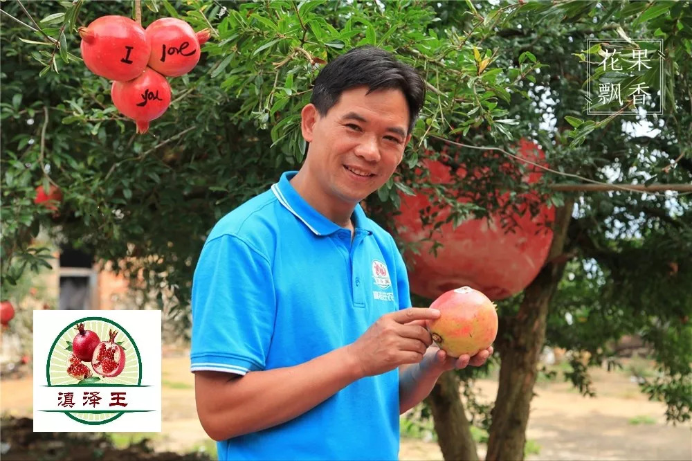 石榴界的网红软籽石榴,今日水果软籽石榴