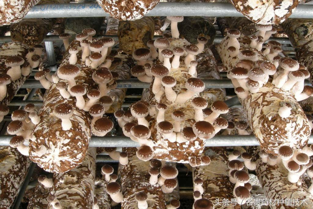 农村人怎样创业赚钱最快的方法,农村暴利创业13个点子防骗