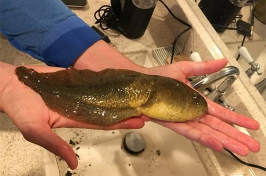 全世界最大的蝌蚪竟变成了小青蛙,世界上最大的蝌蚪长什么样子