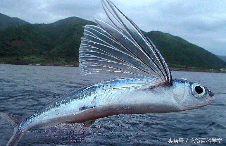 不带刺的小海鱼有哪些,无刺无鳞的小海鱼