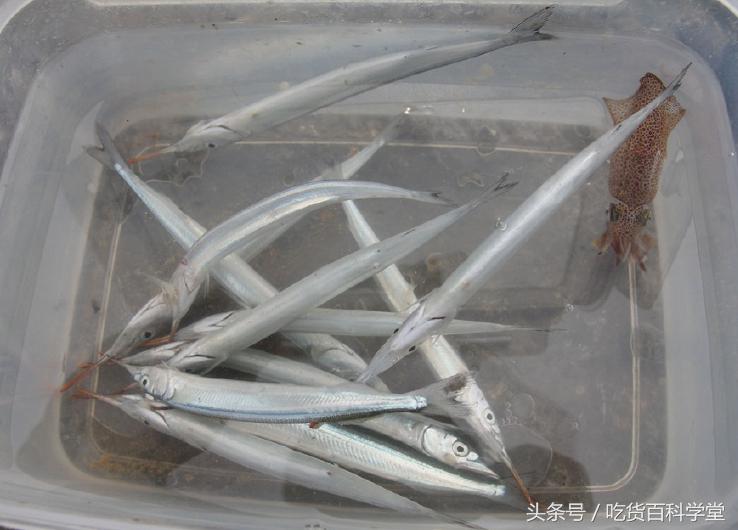 5种没有刺的小海鱼,我赌10只帝王蟹,第3种很多人都没见过