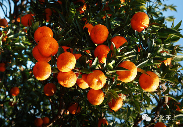诗意东山｜花间小坐夕阳迟