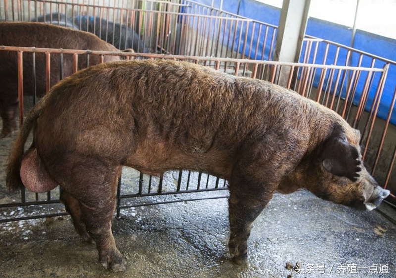 猪场用水的正确方法,集约化养猪场建场要求