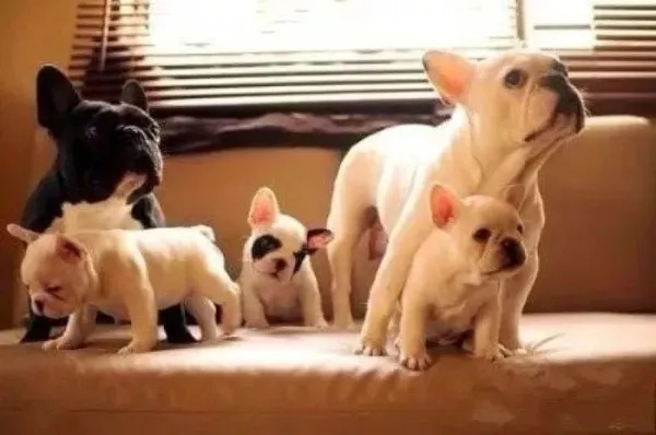 养狗必知的100条知识,24条养狗小知识都在这里了