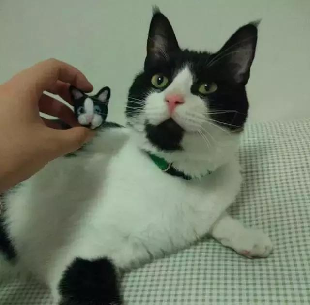 人们为什么瞧不起土猫?「科瑞卡科普」