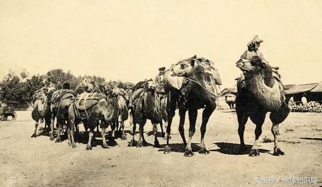 骑完骆驼再骑驴，真正的西域神兽是谁？地球知识局