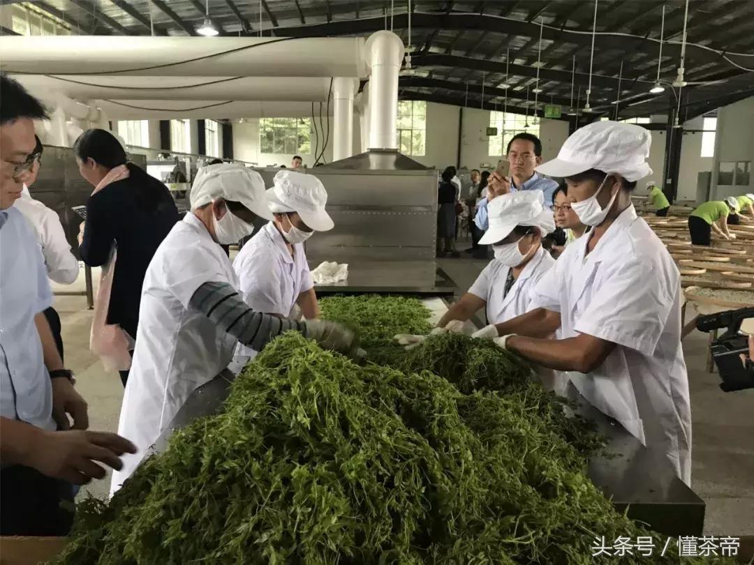 张家界神仙茶,张家界神茶