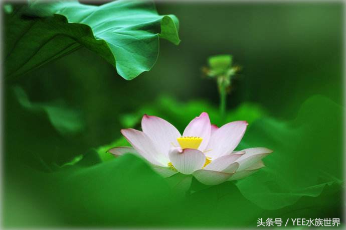 鱼缸里的”君子”排行，有遗憾，不完美