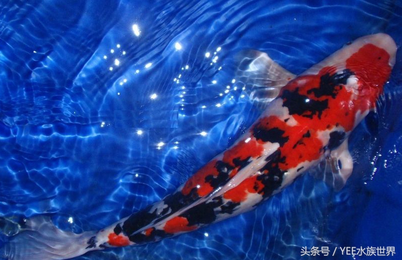 鱼缸里的”君子”排行，有遗憾，不完美