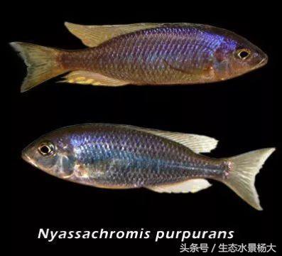 马拉维湖慈鲷口孵品种,马拉维湖岩栖慈鲷