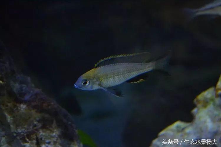 马拉维湖慈鲷口孵品种,马拉维湖岩栖慈鲷