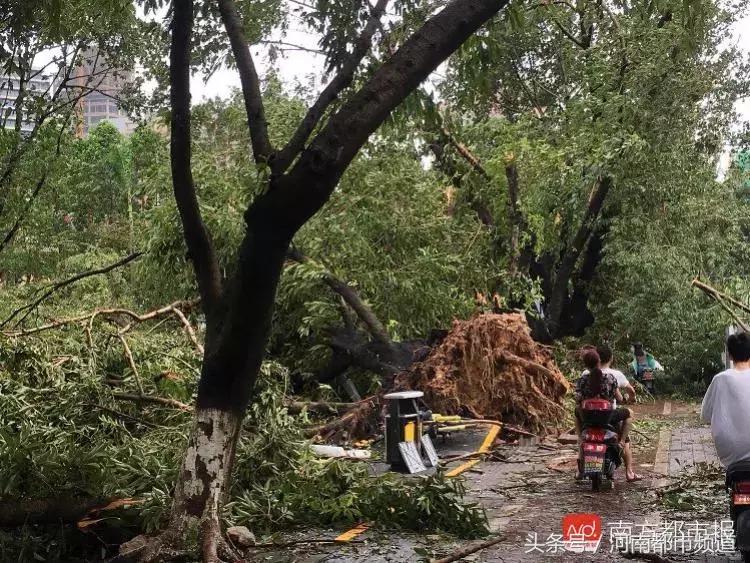 “山竹”过后首个工作日：广东人爬树都要去上班！