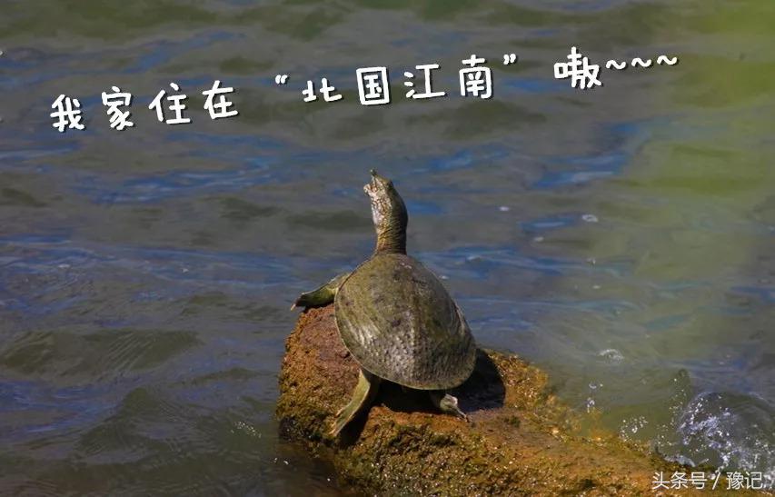 老鳖在湖里能生存吗,一个大白桶老鳖可以爬出来吗