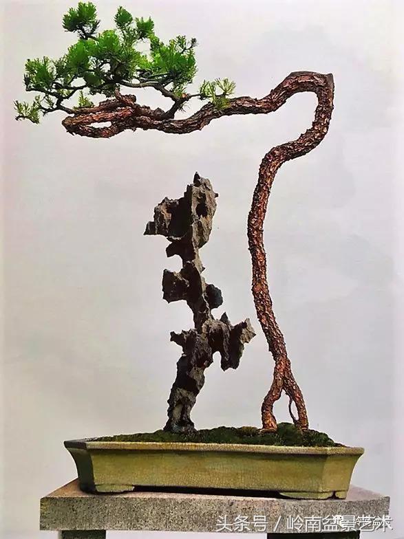 云中松——仰观天宇，俯察尘寰