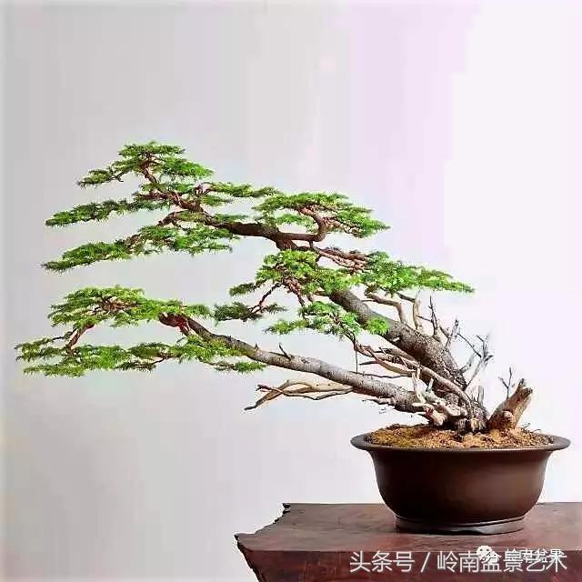 云中松——仰观天宇，俯察尘寰