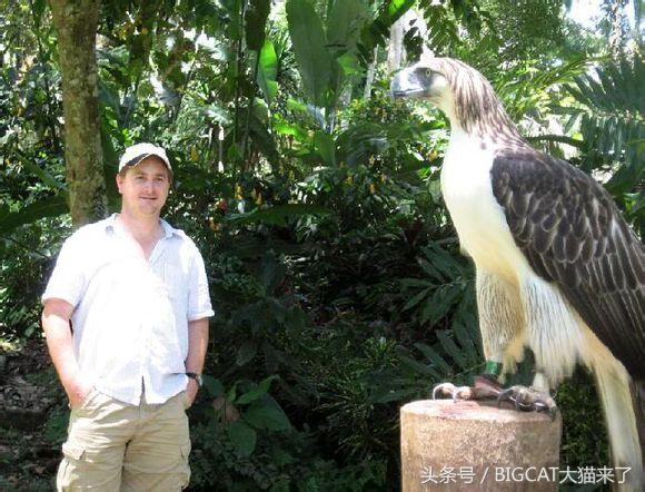 这种大鸟发如狮，猛如虎，特爱吃猴子，因太忠于爱情导致繁殖不畅