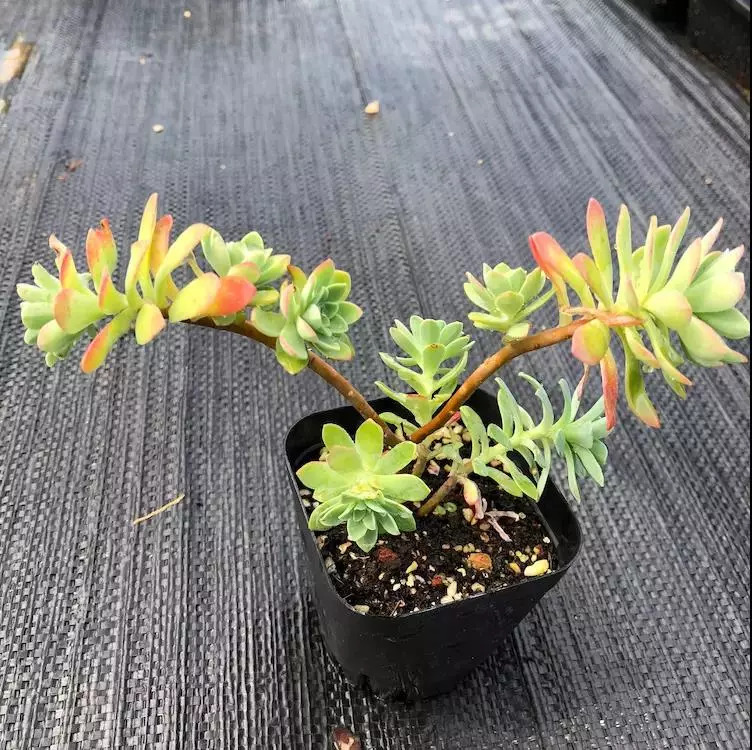 这个秋天，还在愁家里没有美肉吗？超高颜值的法师、冰梅等你来抢购！